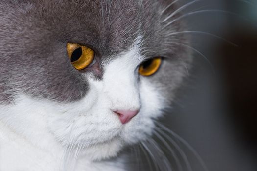  Grey and white "British Shorthair" looking to something