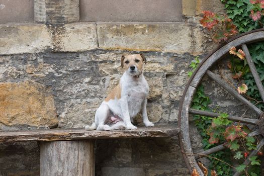 Dog sits on a bench near the wall