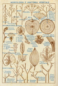 ITALY - CIRCA 1940: Vintage illustration of plants, circa 1940 in Italy