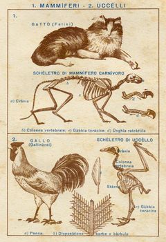 ITALY - CIRCA 1940: Vintage illustration of animals, circa 1940 in Italy