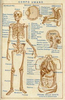 ITALY - CIRCA 1940: Vintage illustration of human body, circa 1940 in Italy