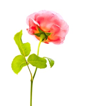 An image of a beautiful rose isolated on a white background