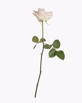 Single white rose isolated