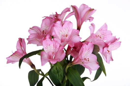 Pink lily flowers isolated on white background