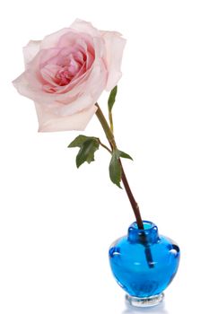 Single pink rose in blue vase isolated