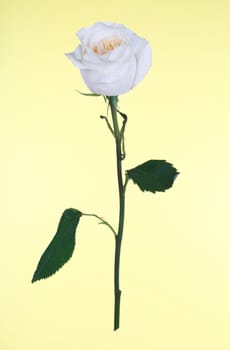 Single white rose isolated on yellow background