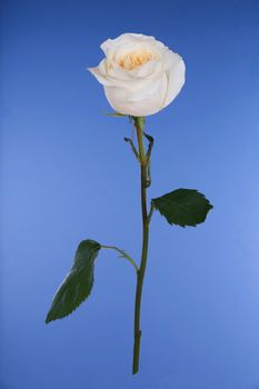 Single white rose on blue background