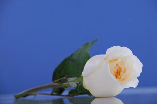 Single white rose on blue background