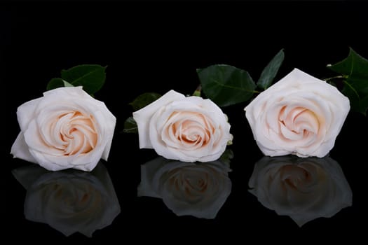 Three white roses on black background