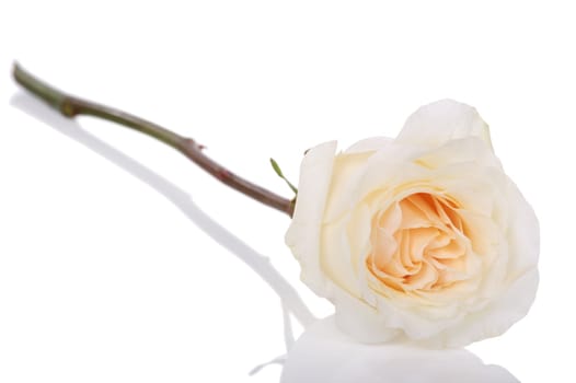Single white rose