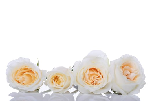 Four white roses with yellow centers in a row