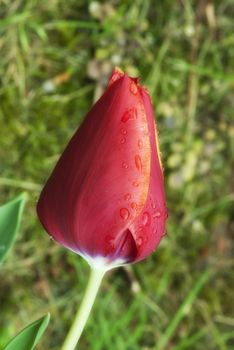 Closed Red Tulip on a Tuscan Garden, Italy