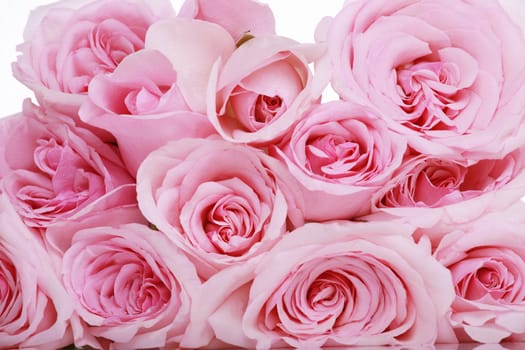 Bunch of pretty pink roses close up