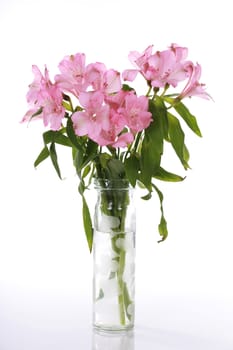 Vase of pink lilies isolated on white