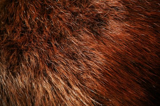 Authentic beaver fur, beautiful rich brown color with various shading