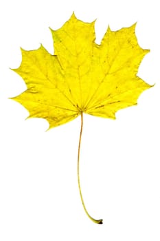 yellow autumn sheet of the maple on white background