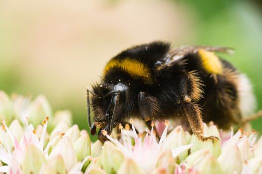 Big busy bumble bee getting nectar from Sedum flowers