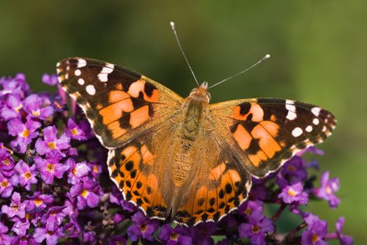 Painted Lady resting in the sun on Budleya