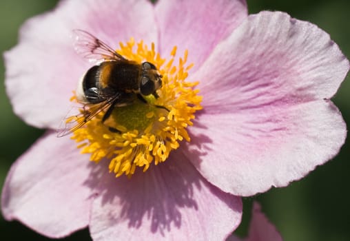 hoverfly getting pollen on pink Anemone Japonica 