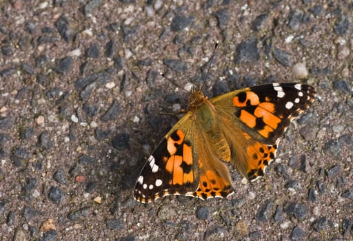 Painted Lady resting on stone in the sun