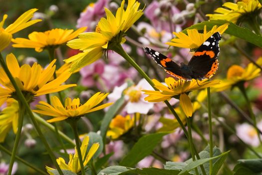 Blooming flowers and a butterfly on a warm summer day