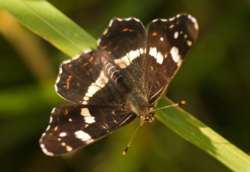 Map-Araschnia levana-Second (summer) generation individual