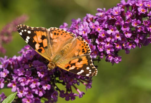 Painted Lady getting nectar from Budleya