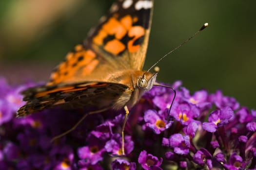 Painted Lady drinking nectar from Budleya