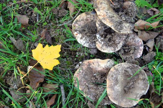 mushroom in the floor of the forest