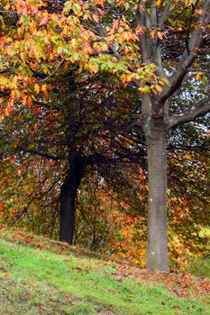 nice and cold autumn landscape