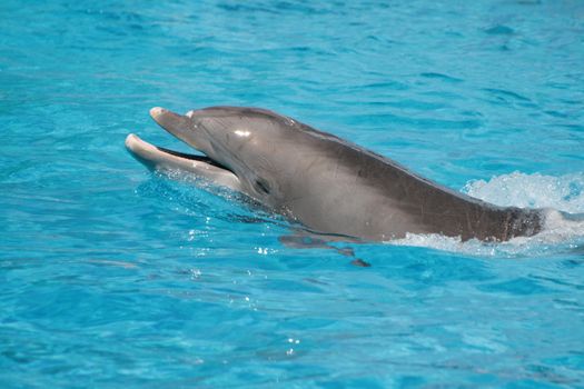 Dolphin in the blue ocean