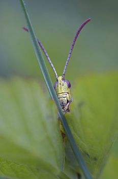 Extreme close-up of the grasshopper hidden behind blade of grass - eyes bulging with wonder