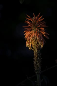 an aloe flower against a dark background in the last sun rays