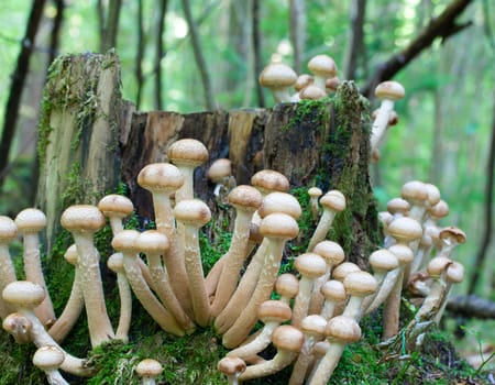 agaric honey fungus near stump in forest