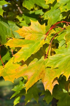 autumn maple leaves background