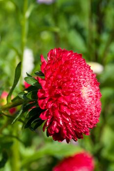 close-up aster flower on green grass background