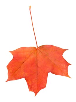 fallen red maple leaf, isolated on white