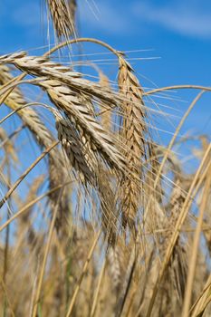 close-up ripe rye ears against a blue sky background