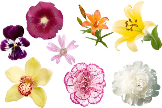 front view of different colored flowers on white background