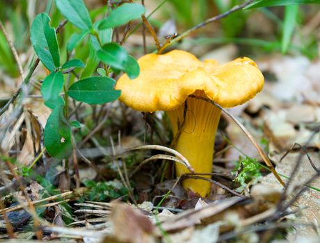 single wild yellow chanterelle in forest