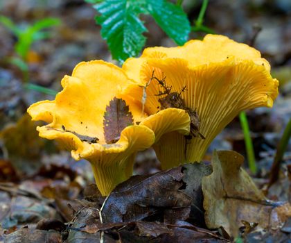 two yellow chanterelles in forest