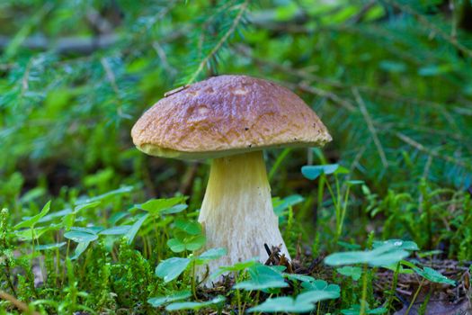 close-up big wild boletus in forest