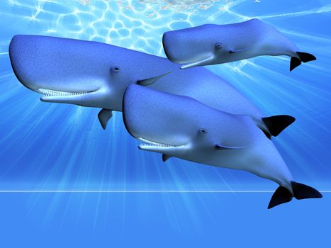 Three sperm whales swim as a pod in beautiful blue ocean.