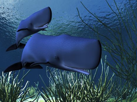 A mother sperm whale escorts her calf along an ocean reef.