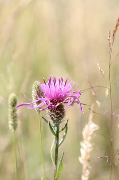 close-up of the knapweed flower, Centaurea, amongst grasses.