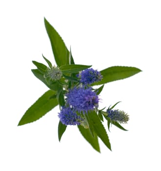 Veronica flowering spikes, isolated on white background.