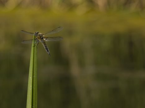 Beautiful dragonfly seating on green leaf