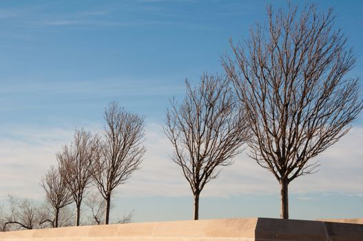 Man made garden with five trees during winter time