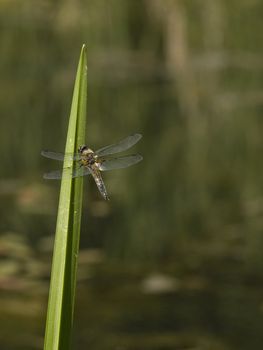 Beautiful dragonfly seating on green leaf