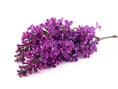 Bunch of lilac on white background.